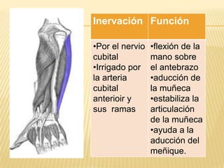 Inervación Función

•Por el nervio   •flexión de la
cubital          mano sobre
•Irrigado por    el antebrazo
la arteria       •aducción de
cubital          la muñeca
anterioir y      •estabiliza la
sus ramas        articulación
                 de la muñeca
                 •ayuda a la
                 aducción del
                 meñique.
 