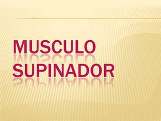 MUSCULO
SUPINADOR
 