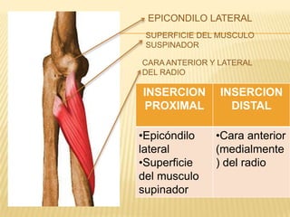 EPICONDILO LATERAL
 SUPERFICIE DEL MUSCULO
 SUSPINADOR

CARA ANTERIOR Y LATERAL
DEL RADIO

INSERCION       INSERCION
 PROXIMAL         DISTAL

•Epicóndilo    •Cara anterior
lateral        (medialmente
•Superficie    ) del radio
del musculo
supinador
 