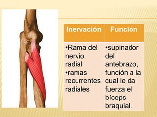 Inervación     Función

•Rama del     •supinador
nervio        del
radial        antebrazo,
•ramas        función a la
recurrentes   cual le da
radiales      fuerza el
              bíceps
              braquial.
 
