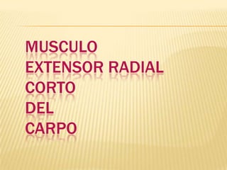 MUSCULO
EXTENSOR RADIAL
CORTO
DEL
CARPO
 