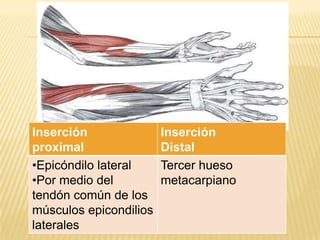 Inserción               Inserción
proximal                Distal
•Epicóndilo lateral     Tercer hueso
•Por medio del          metacarpiano
tendón común de los
músculos epicondilios
laterales
 