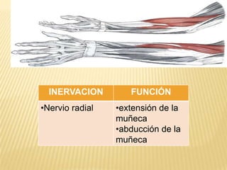 INERVACION        FUNCIÓN
•Nervio radial   •extensión de la
                 muñeca
                 •abducción de la
                 muñeca
 