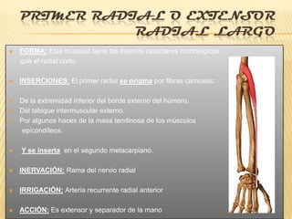 PRIMER RADIAL O EXTENSOR
               RADIAL LARGO
   FORMA: Este músculo tiene los mismos caracteres morfológicos
    que el radial corto.

   INSERCIONES: El primer radial se origina por fibras carnosas:

   De la extremidad inferior del borde externo del húmero.
   Del tabique intermuscular externo.
   Por algunos haces de la masa tendinosa de los músculos
     epicondíleos.

   Y se inserta en el segundo metacarpiano.

   INERVACIÓN: Rama del nervio radial

   IRRIGACIÓN: Arteria recurrente radial anterior

   ACCIÓN: Es extensor y separador de la mano
 