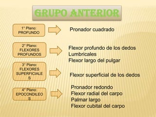 Grupo Anterior
 1° Plano:     Pronador cuadrado
PROFUNDO


  2° Plano:
 FLEXORES      Flexor profundo de los dedos
PROFUNDOS      Lumbricales
               Flexor largo del pulgar
  3° Plano:
 FLEXORES
SUPERFICIALE   Flexor superficial de los dedos
      S


  4° Plano:
                Pronador redondo
EPOCONDILEO     Flexor radial del carpo
      S         Palmar largo
                Flexor cubital del carpo
 