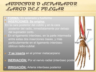 ABDUCTOR O SEPARADOR
 LARGO DEL PULGAR

 FORMA: Es aplanado y fusiforme
 INSERCIONES: Se origina:
En la cara posterior del cúbito y en la cara
   posterior del radio, inmediatamente por debajo
   del supinador corto.
 En el ligamento interóseo, en la parte intermedia
   entre estas dos inserciones óseas, y más
   particularmente en el ligamento interóseo
   oblicuo radio-cubital.

   Y se inserta en el primer metacarpiano

   INERVACIÓN: Por el nervio radial (interóseo posterior)

   IRRIGACIÓN: Arteria interósea posterior
 