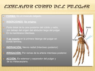 EXTENSOR CORTO DEL PULGAR

   FORMA: Es un músculo delgado

   INSERCIONES: Se origina:

   Parte distal de la cara posterior del cúbito y radio,
    por debajo del origen del abductor largo del pulgar.
   En la membrana interósea.

   Y se inserta en la primera falange del pulgar en
    donde termina.

   INERVACIÓN: Nervio radial (Interóseo posterior)

   IRRIGACIÓN: Por ramas de la arteria interósea posterior.

   ACCIÓN: Es extensor y separador del pulgar y
    de su metacarpiano.
 