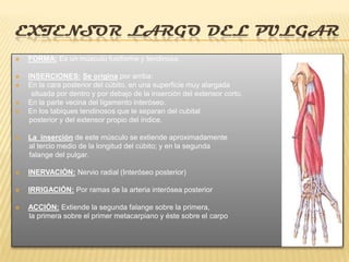 EXTENSOR LARGO DEL PULGAR
   FORMA: Es un músculo fusiforme y tendinosa.

   INSERCIONES: Se origina por arriba:
   En la cara posterior del cúbito, en una superficie muy alargada
     situada por dentro y por debajo de la inserción del extensor corto.
   En la parte vecina del ligamento interóseo.
   En los tabiques tendinosos que le separan del cubital
    posterior y del extensor propio del índice.

   La inserción de este músculo se extiende aproximadamente
    al tercio medio de la longitud del cúbito; y en la segunda
    falange del pulgar.

   INERVACIÓN: Nervio radial (Interóseo posterior)

   IRRIGACIÓN: Por ramas de la arteria interósea posterior

   ACCIÓN: Extiende la segunda falange sobre la primera,
    la primera sobre el primer metacarpiano y éste sobre el carpo
 
