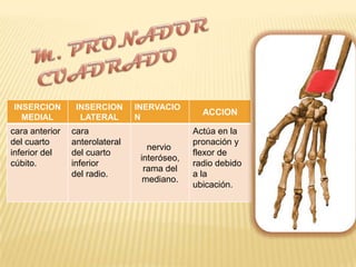 INSERCION        INSERCION      INERVACIO
                                                ACCION
  MEDIAL          LATERAL       N
cara anterior   cara                          Actúa en la
del cuarto      anterolateral                 pronación y
                                   nervio
inferior del    del cuarto                    flexor de
                                 interóseo,
cúbito.         inferior                      radio debido
                                  rama del
                del radio.                    a la
                                  mediano.
                                              ubicación.
 