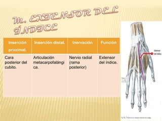 Inserción     Inserción distal.    Inervación      Función
  proximal.
Cara            Articulación        Nervio radial   Extensor
posterior del   metacarpofalángi    (rama           del índice.
cubito.         ca.                 posterior)
 