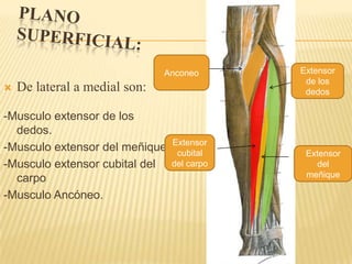 Anconeo    Extensor
                                           de los
   De lateral a medial son:               dedos

-Musculo extensor de los
  dedos.
-Musculo extensor del meñique. Extensor
                                cubital    Extensor
-Musculo extensor cubital del del carpo      del
  carpo                                    meñique

-Musculo Ancóneo.
 