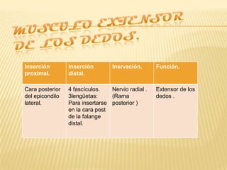 Inserción        Inserción        Inervación.      Función.
proximal.        distal.

Cara posterior   4 fascículos.   Nervio radial .   Extensor de los
del epicondilo   3lengüetas:     (Rama             dedos .
lateral.         Para insertarse posterior )
                 en la cara post
                 de la falange
                 distal.
 