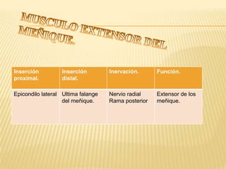 Inserción         Inserción         Inervación.      Función.
proximal.         distal.

Epicondilo lateral Ultima falange   Nervio radial    Extensor de los
                   del meñique.     Rama posterior   meñique.
 