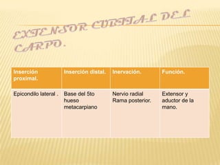 Inserción              Inserción distal.   Inervación.       Función.
proximal.

Epicondilo lateral .   Base del 5to        Nervio radial     Extensor y
                       hueso               Rama posterior.   aductor de la
                       metacarpiano                          mano.
 