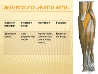 MUSCULO ANCONEO.

Inserción    Inserción       Inervación        Función
proximal     distal


Epicondilo   Cara            Nervio radial .   Extensor
lateral.     posterior del   (Mismo ramo       del brazo.
             cubito.         que el vasto
                             interno)
 