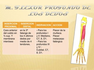INSERCION       INSERCION
                                INERVACION ACCION
 PROXIMAL         DISTAL
Cara anterior   en la 3ª        - Para los       Flexor de la
del cubito en   falange de      profundos I      muñeca.
¾ sup. Y        los 4 últimos   y II :Mediano,   Flexor
membrana        dedos por       C7, 8, D1.       metacarpo
interósea       medio de 4      - Para los       falángica
                tendones.       profundos III
                                y IV :
                                Cubital, C7,
                                8, D1.
 