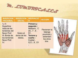 INSERCION       INSERCION INERVACIO
                                               ACCION
 PROXIMAL         DISTAL  N
I y II:                        Primero y
Superficie                     segundo :
radia de los                   Mediano , C
                                               Flexionan la
tendones del                   (6) , 7 , 8 ,
                                                  falange
flexor Prof.      Sobre el     D1 .
                                                proximal y
III: Borde de   dorso de los   Tercero y
                                                extienden
los tendones       dedos.      cuarto :
                                                 los otros
flexor Prof.                   Cubital ,
                                                   dos.
IV:                            C(7) , 8 , D1
                               .
 