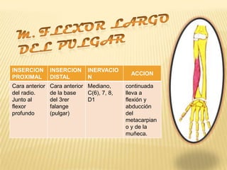 INSERCION       INSERCION      INERVACIO
                                             ACCION
PROXIMAL        DISTAL         N
Cara anterior   Cara anterior Mediano,      continuada
del radio.      de la base    C(6), 7, 8,   lleva a
Junto al        del 3rer      D1            flexión y
flexor          falange                     abducción
profundo        (pulgar)                    del
                                            metacarpian
                                            o y de la
                                            muñeca.
 