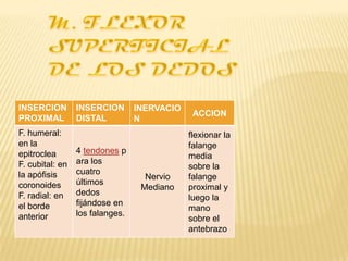 INSERCION        INSERCION       INERVACIO
                                              ACCION
PROXIMAL         DISTAL          N
F. humeral:                                  flexionar la
en la                                        falange
epitroclea       4 tendones p
                                             media
F. cubital: en   ara los
                                             sobre la
la apófisis      cuatro
                                   Nervio    falange
coronoides       últimos
                                  Mediano    proximal y
F. radial: en    dedos
                                             luego la
el borde         fijándose en
                                             mano
anterior         los falanges.
                                             sobre el
                                             antebrazo
 