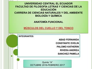 UNIVERSIDAD CENTRAL EL ECUADOR
FACULTAD DE FILOSOFÍA LETRAS Y CIENCIAS DE LA
EDUCACIÓN
CARRERA DE CIENCIAS NATURALES Y DEL AMBIENTE
BIOLOGÍA Y QUÍMICA
ANATOMÍA FUNCIONAL
MÚSCULOS DEL CUELLO Y DEL TONCO
INTEGRANTES:
ABAD FERNANDA
CONSTANTE EVELIN
PALOMO KATHERIN
RIVERA ANDREA
SANCHEZ PAMELA
Quinto “A”
OCTUBRE 2016-FEBRERO 2017
 