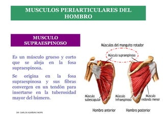 Musculos De La Extremidad Superior