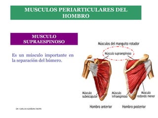 Musculos De La Extremidad Superior