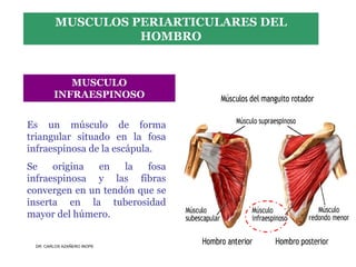 Musculos De La Extremidad Superior