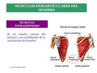 Musculos De La Extremidad Superior