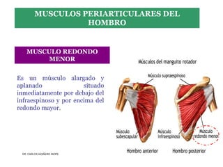 Musculos De La Extremidad Superior