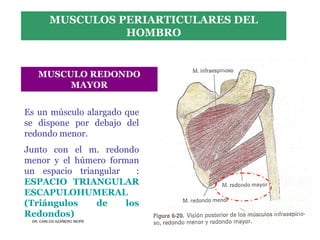 Musculos De La Extremidad Superior