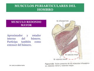 Musculos De La Extremidad Superior