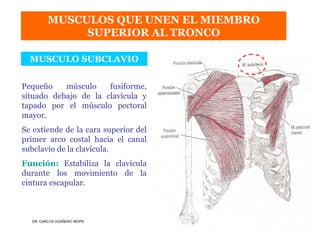 Musculos De La Extremidad Superior