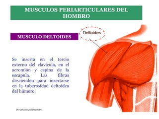 Musculos De La Extremidad Superior
