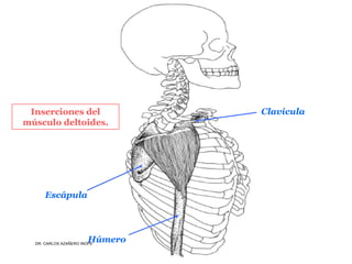 Musculos De La Extremidad Superior
