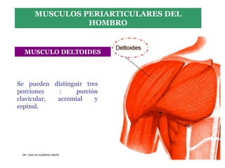 Musculos De La Extremidad Superior