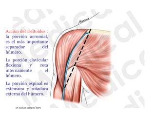 Musculos De La Extremidad Superior