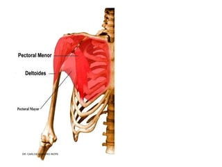 Musculos De La Extremidad Superior