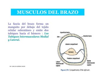 Musculos De La Extremidad Superior