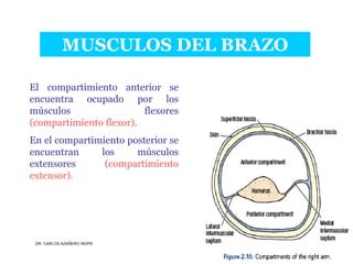 Musculos De La Extremidad Superior
