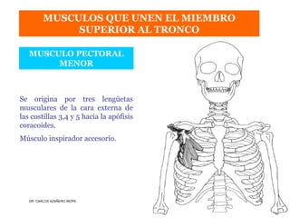 Musculos De La Extremidad Superior