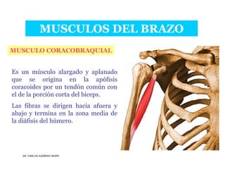 Musculos De La Extremidad Superior