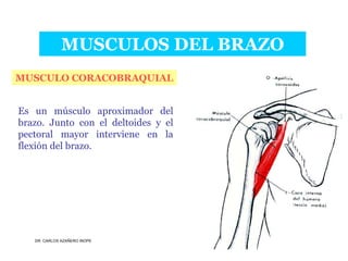 Musculos De La Extremidad Superior