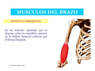 Musculos De La Extremidad Superior