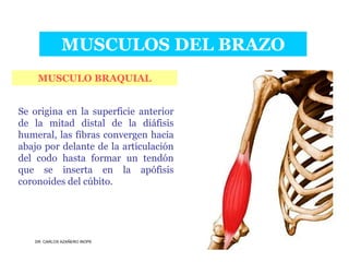 Musculos De La Extremidad Superior