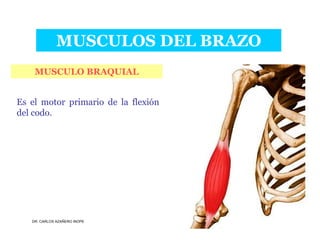 Musculos De La Extremidad Superior