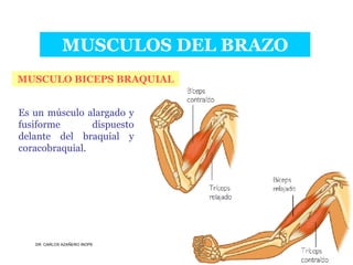Musculos De La Extremidad Superior