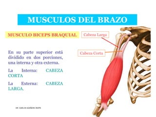 Musculos De La Extremidad Superior