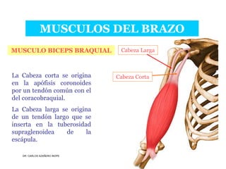 Musculos De La Extremidad Superior