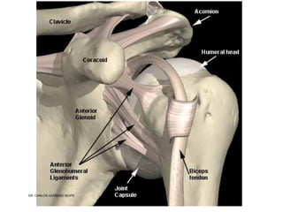 Musculos De La Extremidad Superior