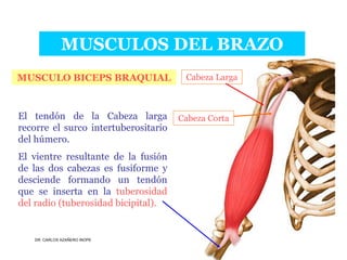 Musculos De La Extremidad Superior